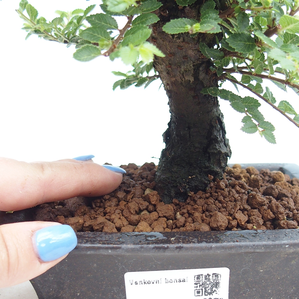 Bonsai zewnętrzne - Ulmus parvifolia Hokkaido - wiąz chiński