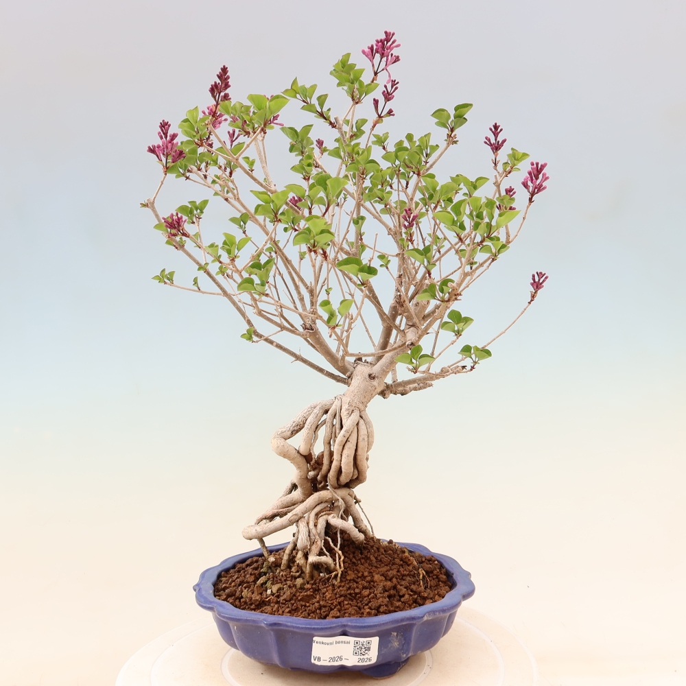 Outdoor bonsai - Syringa microphylla - liliowiec drobnokwiatowy