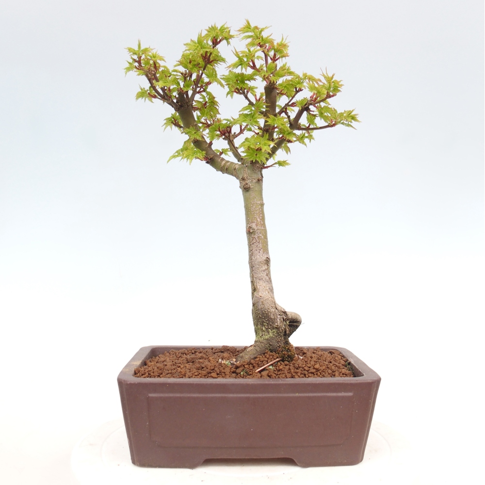 Outdoor bonsai - palma jaworowa Acer palmatum Shishigashira