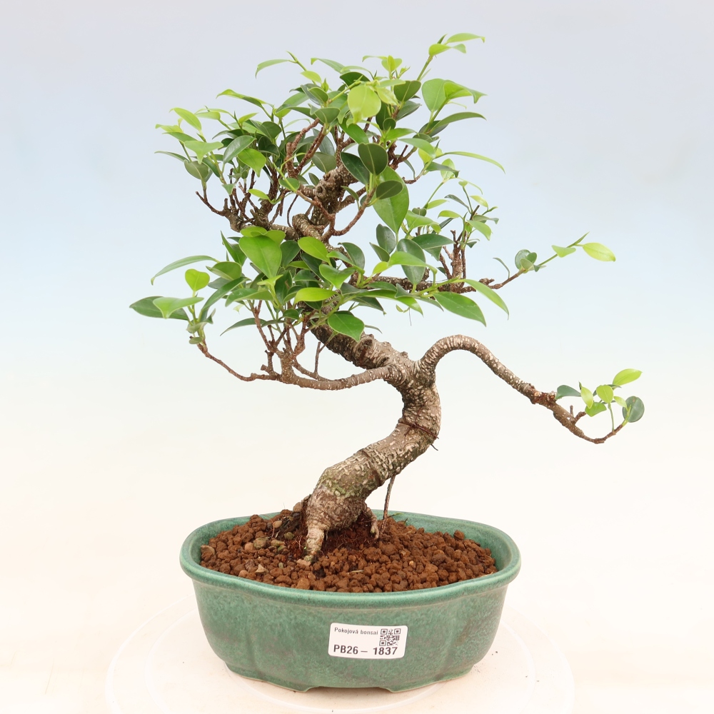 Pokój bonsai - Ficus retusa - figowiec drobnolistny