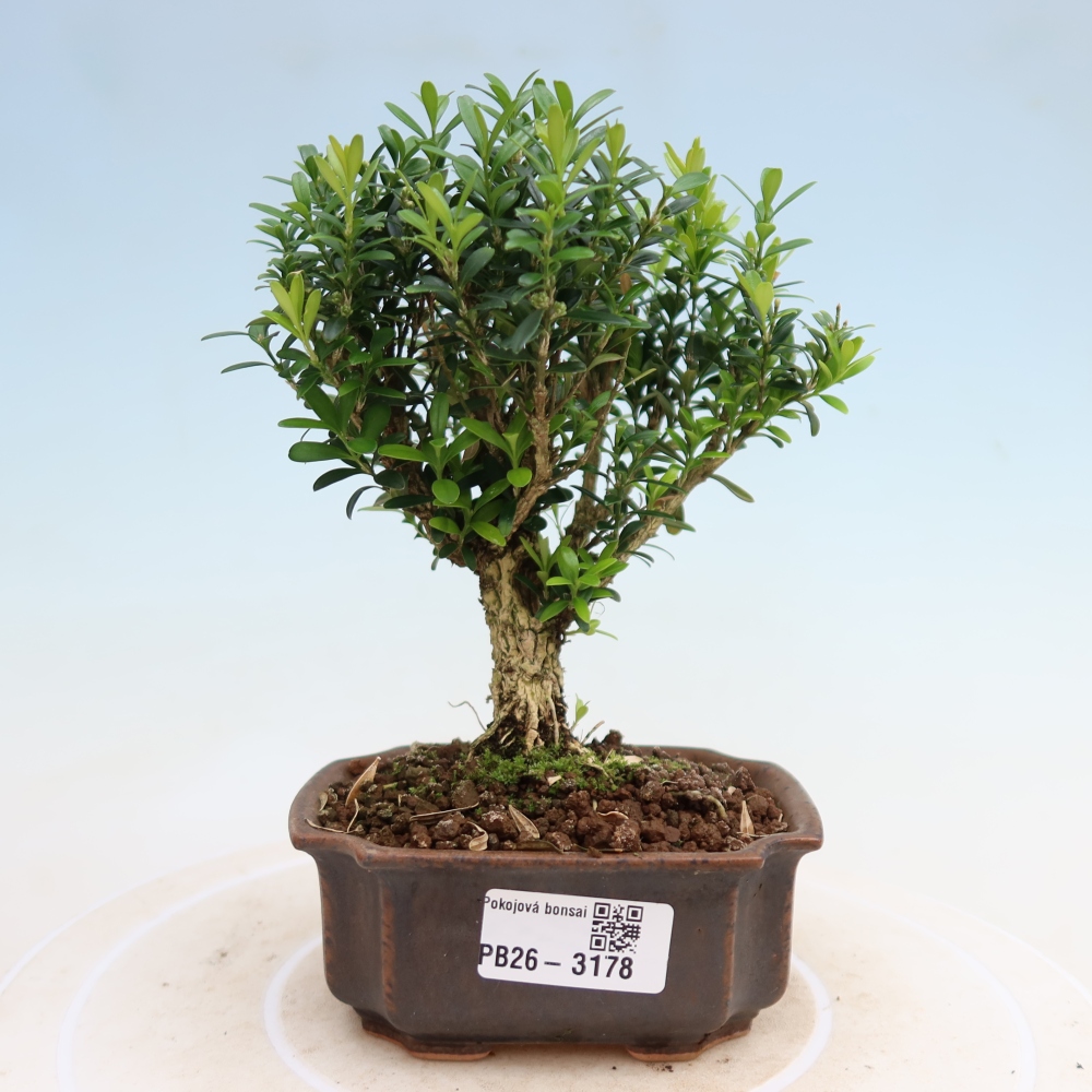 Pokój bonsai - Buxus harlandii - buxus korkowy