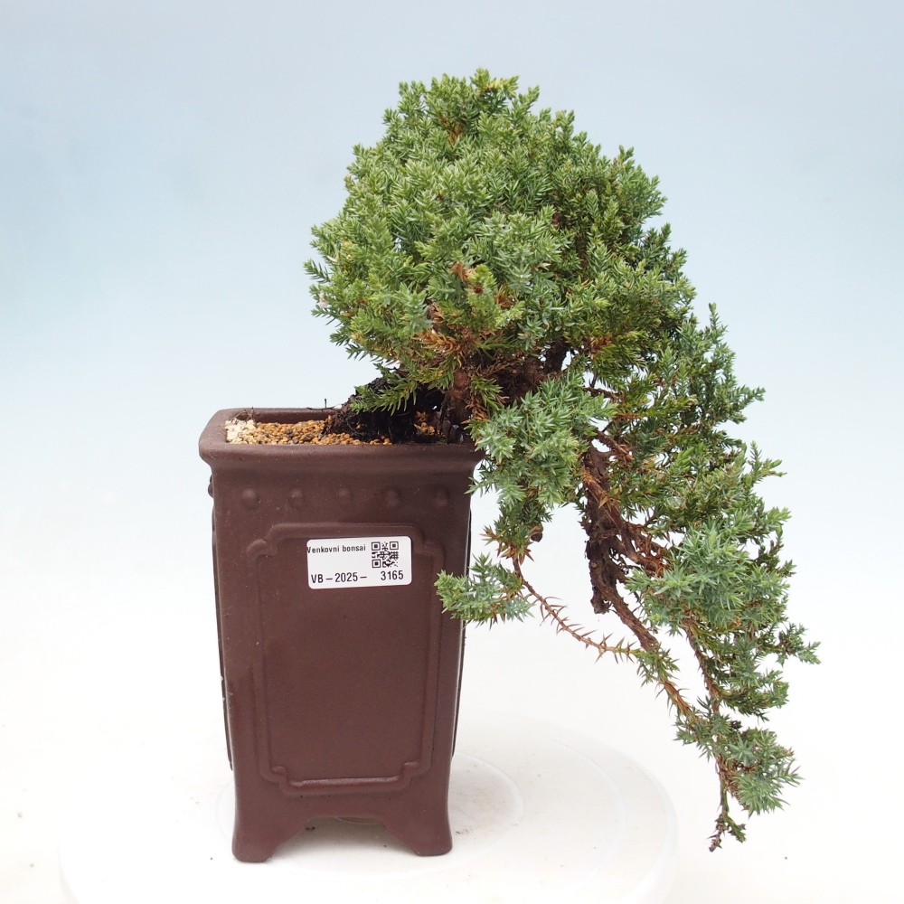 Bonsai na świeżym powietrzu - Juniperus procumbens - Jałowiec prostaty