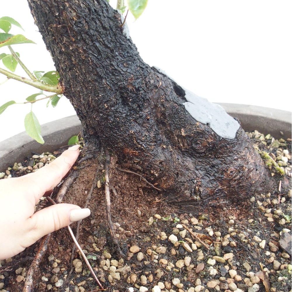 Bonsai na zewnątrz - Mahalebka - Prunus mahaleb