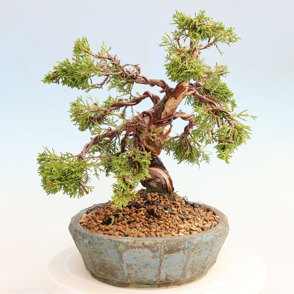 Bonsai ogrodowe – Juniperus chinensis Itoigawa – jałowiec chiński