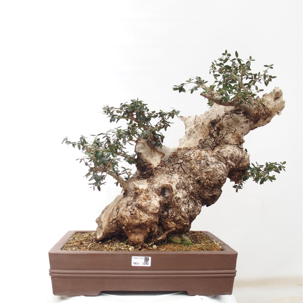 Kryte bonsai - Olea europaea sylvestris - Europejska oliwa z małych liści