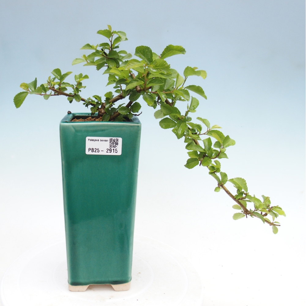 Kryty bonsai - Grewia occidentalis - Lawendowa gwiazda