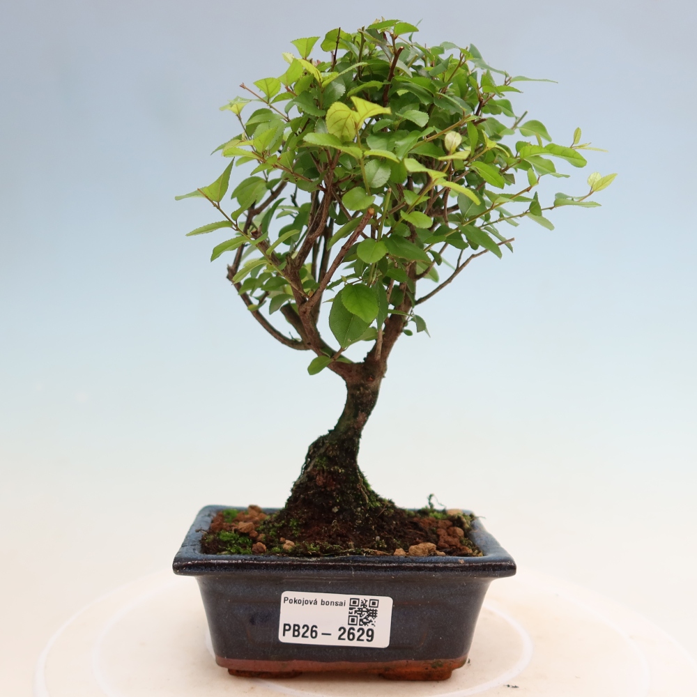 Bonsai pokojowe - Sageretia thea - Sageretia thea