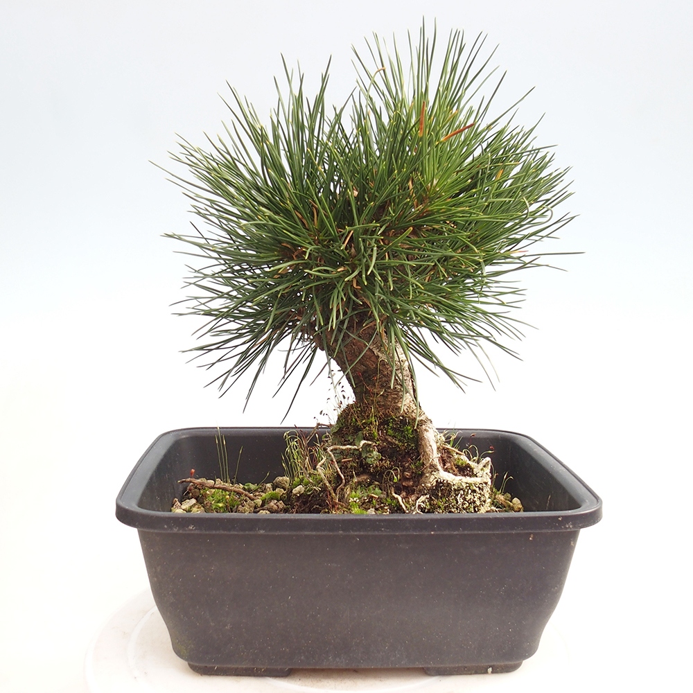 Outdoor bonsai - Pinus thunbergii - sosna Thunberga