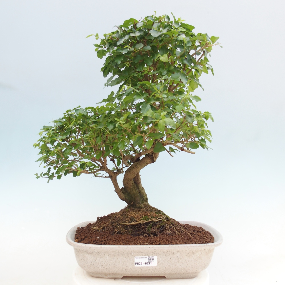 Pokój bonsai - Ligustrum chinensis - Dziób ptaka