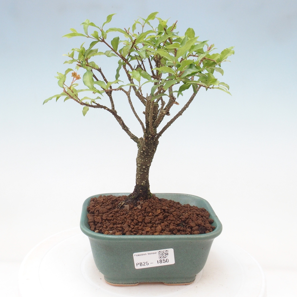 Bonsai pokojowe - Malpighia coccigera - Wiśnia Barbdorska