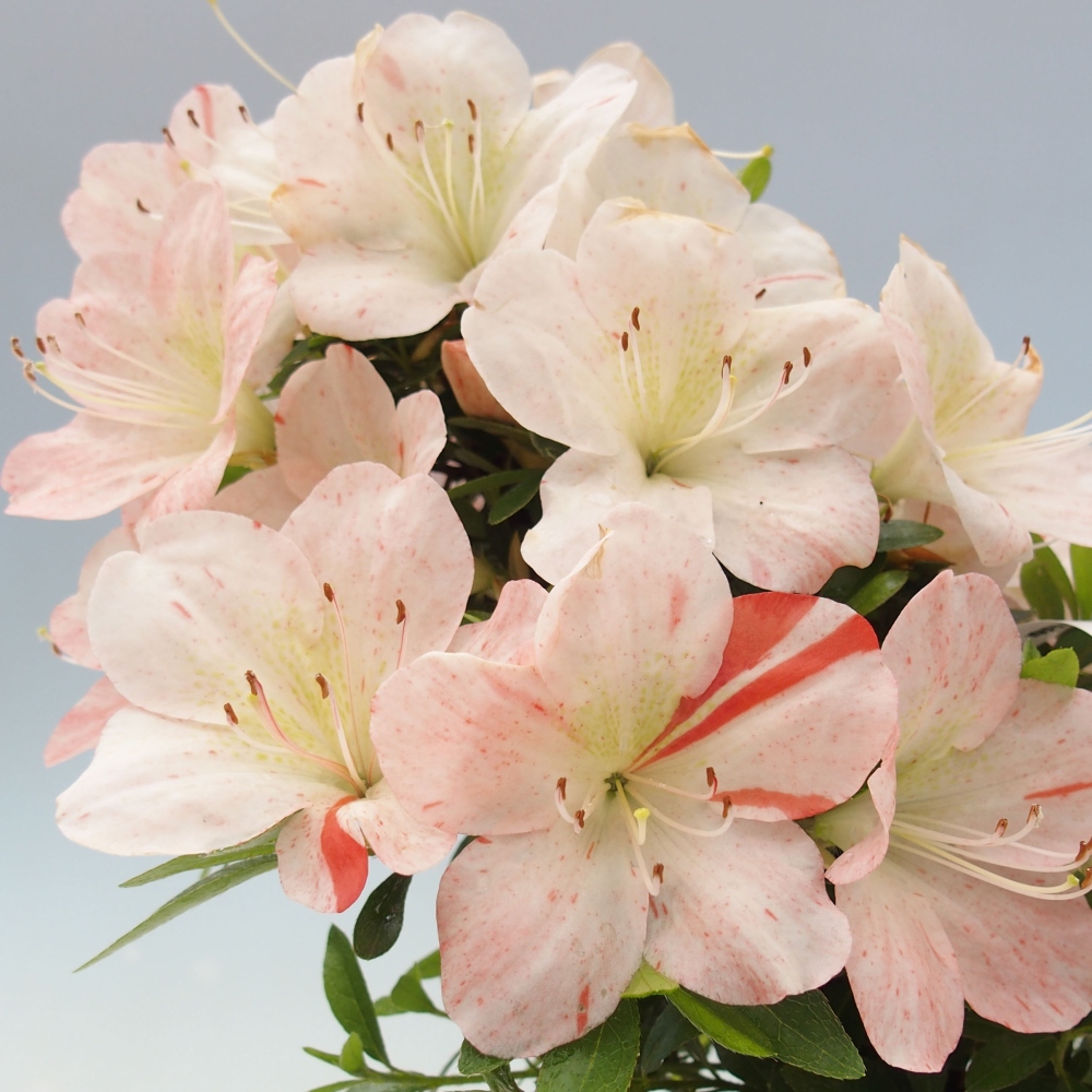 Bonsai ogrodowe - azalia japońska - Azalea Asazakura