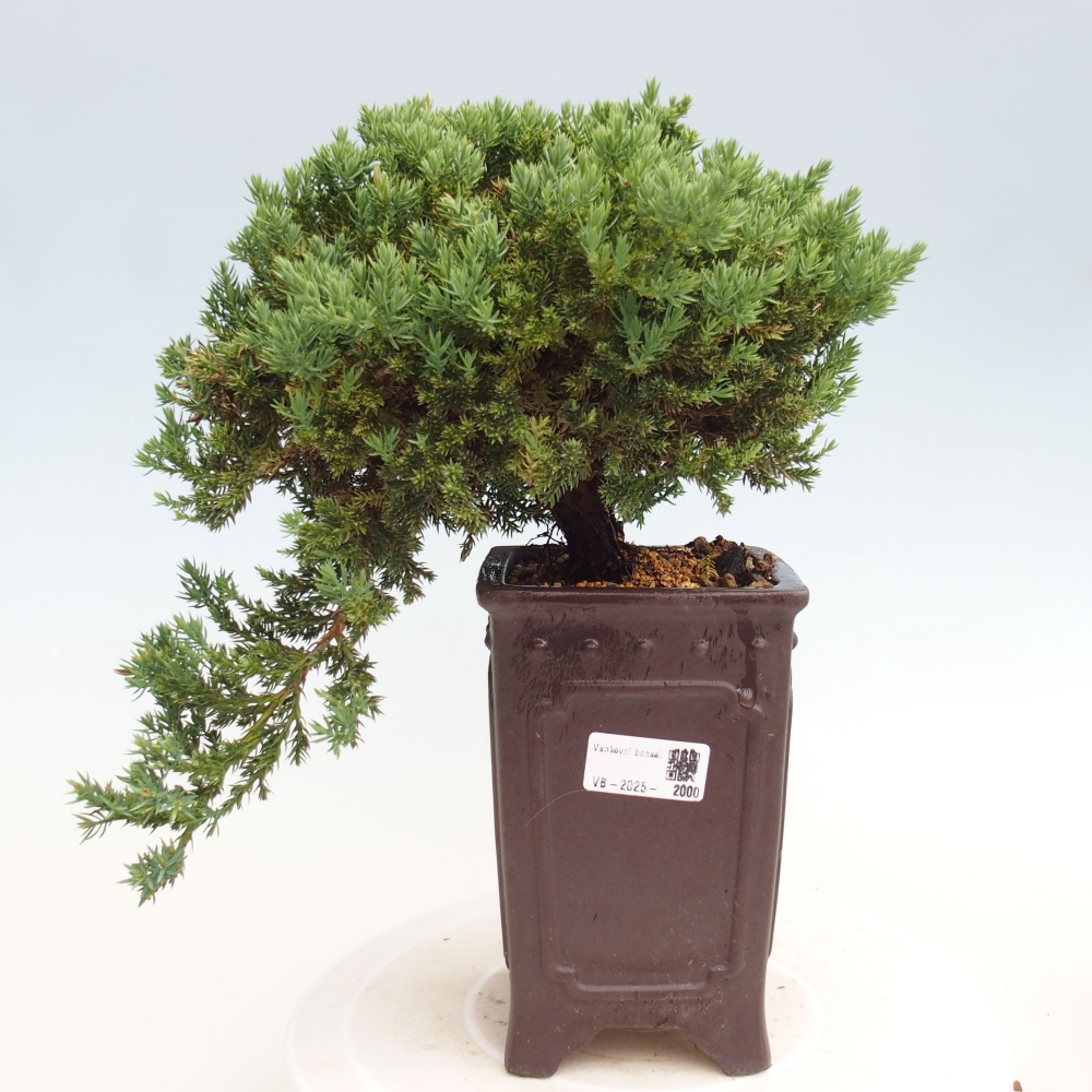 Plenerowe bonsai - Juniperus procumbens - Prostrate Juniper