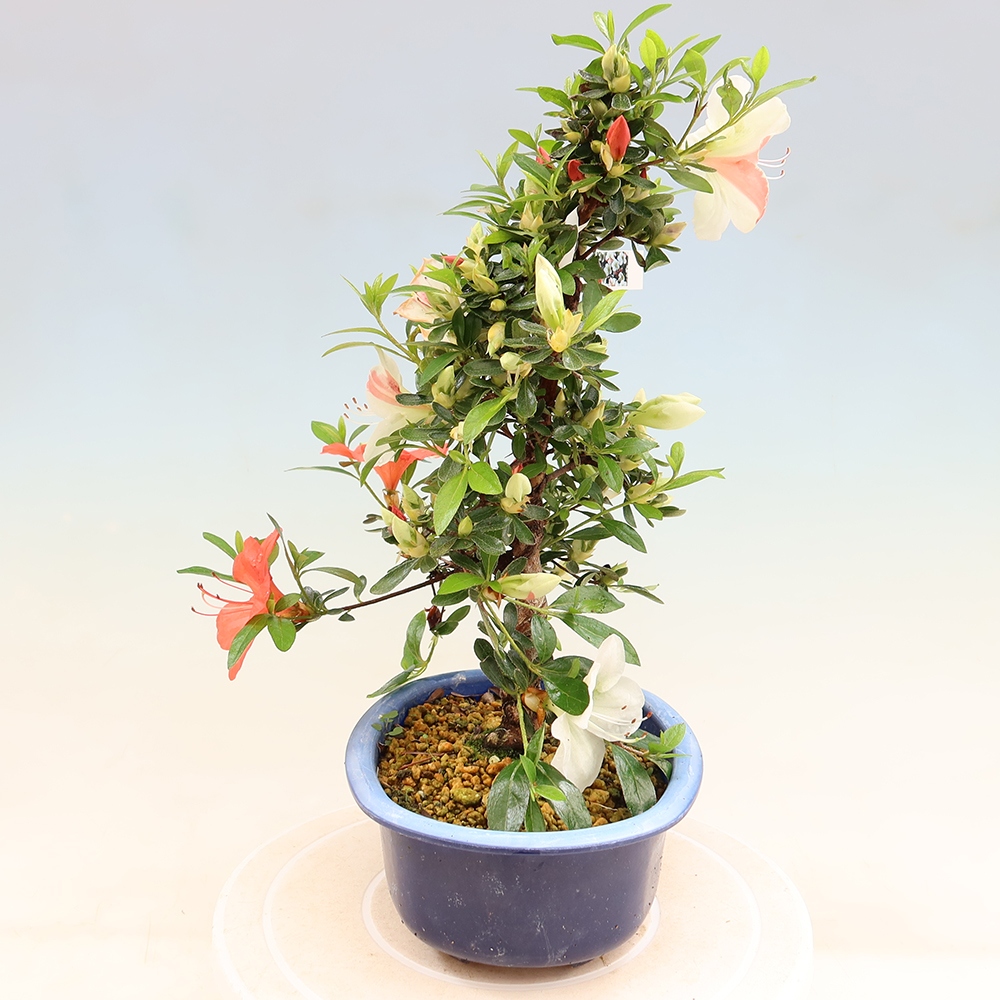 Bonsai zewnętrzne - Azalia japońska - Azalia Asahi-no-izumi