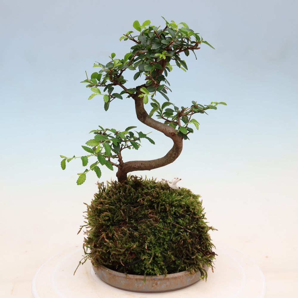 Kokedama z podstawką – Ulmus parvifolia – wiąz drobnolistny