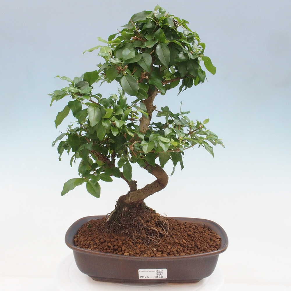 Pokój bonsai -Ligustrum chinensis - Ptasie oko