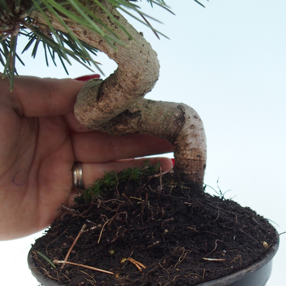 Outdoor bonsai - Pinus thunbergii senjyumaru - Sosna Thunberga