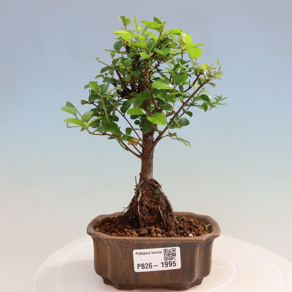 Bonsai pokojowe - Sageretia thea - Sageretia thea