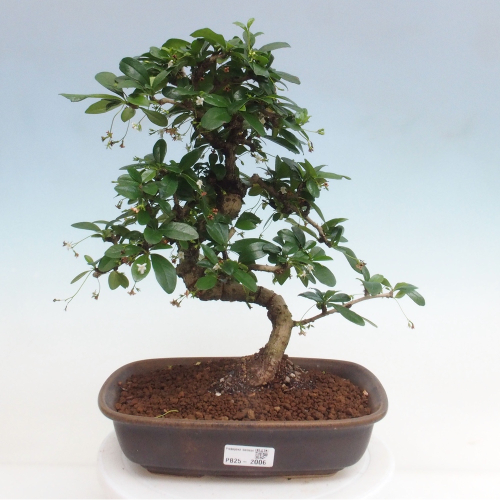 Pokój bonsai - Carmona macrophylla - Tea fuki