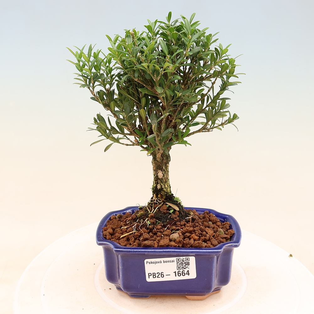 Pokój bonsai - Buxus harlandii - buxus korkowy