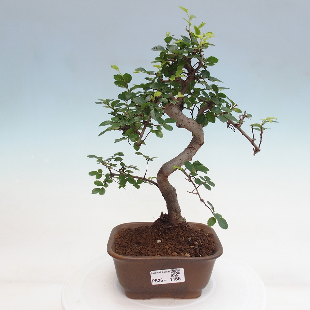 Pokój bonsai - Ulmus parvifolia - Wiąz drobnolistny
