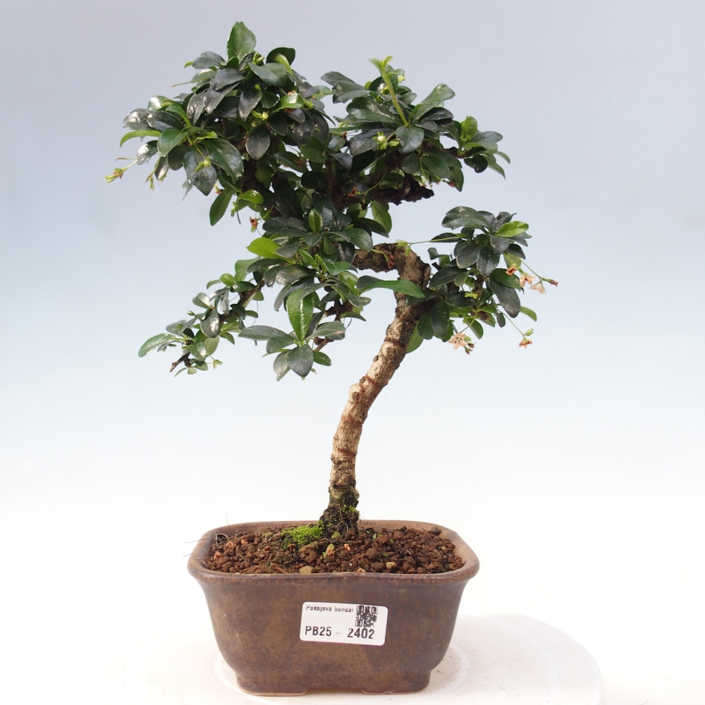 Bonsai wewnętrzne - Carmona makrophylla - Herbata Fuki