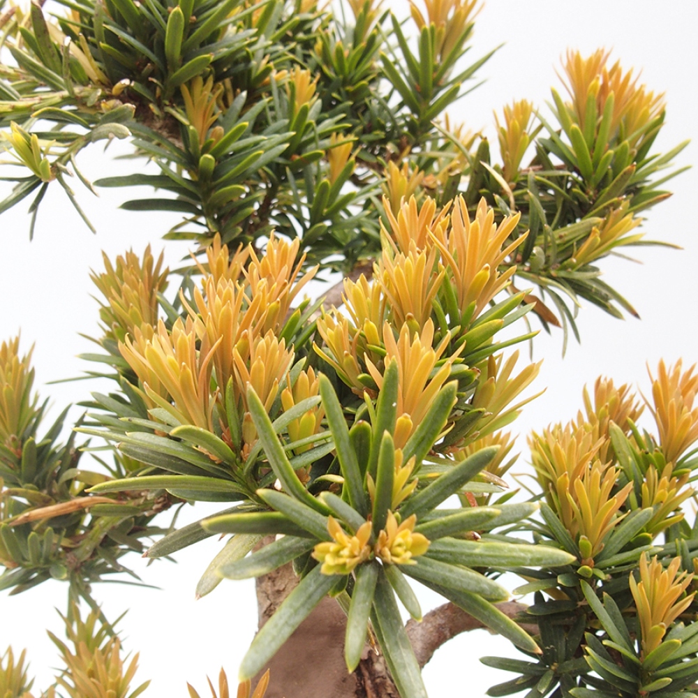 Bonsai na zewnątrz - Taxus cuspidata - cis japoński