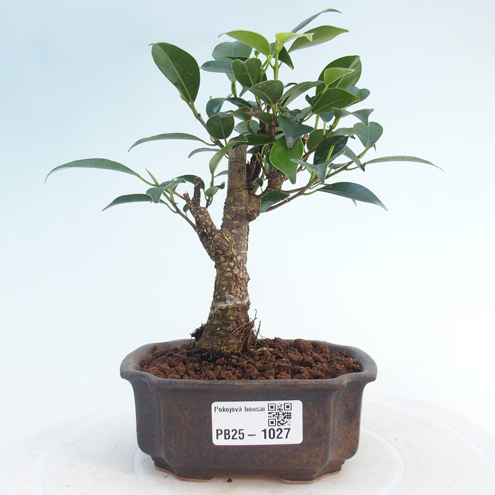 Pokojová bonsai - Ficus retusa - malolistý fíkus