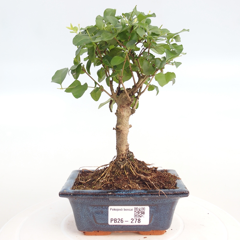 Pokój bonsai - Ligustrum chinensis - Dziób ptaka