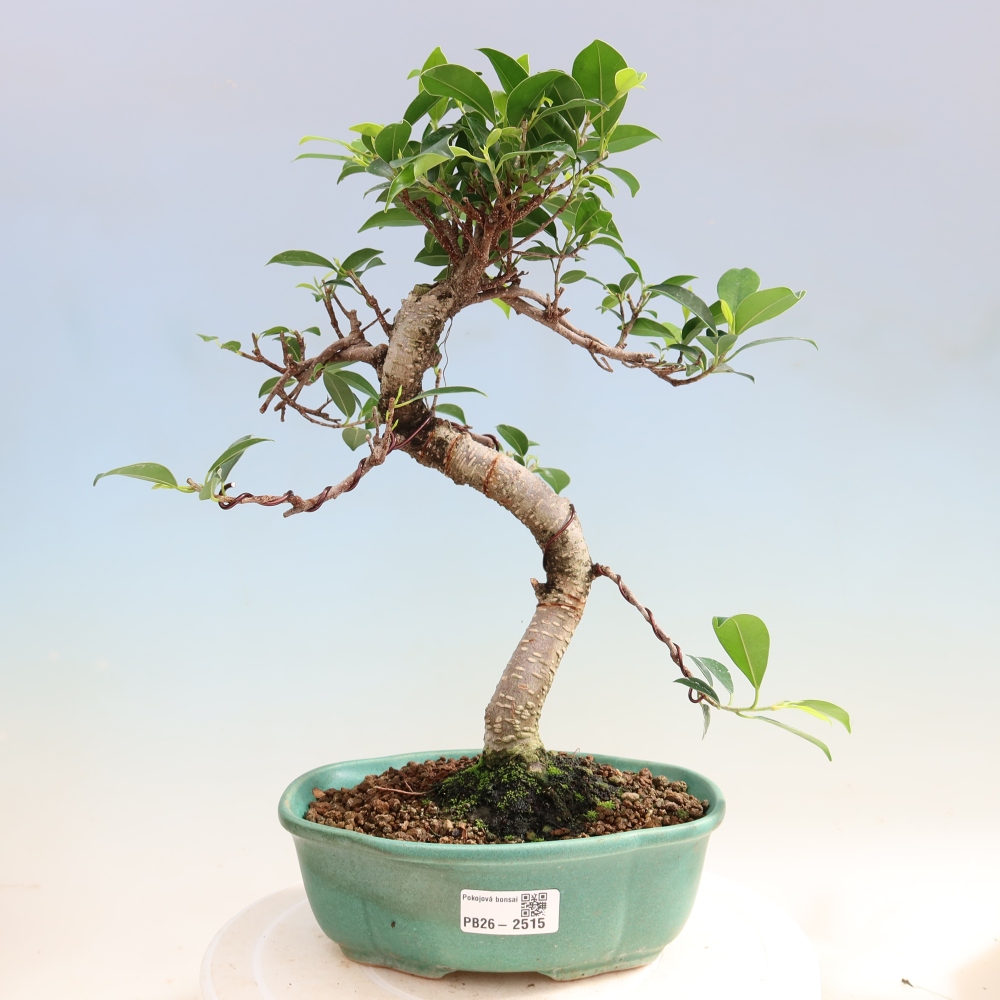 Pokój bonsai - Ficus retusa - figowiec drobnolistny