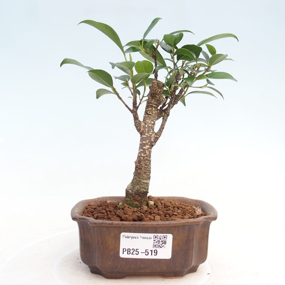 Pokój bonsai Ficus retusa kimmen