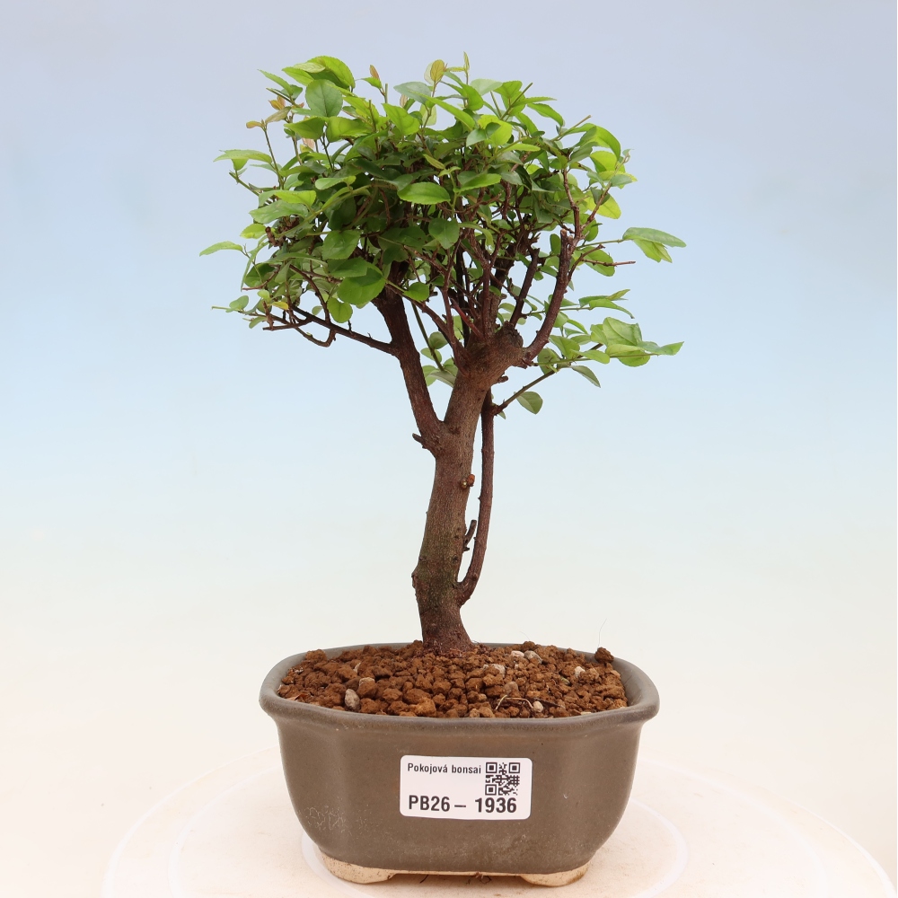 Bonsai pokojowe - Sageretia thea - Sageretia thea