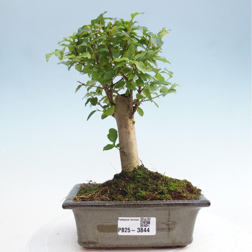 Pokój bonsai - Ligustrum chinensis - Dziób ptaka