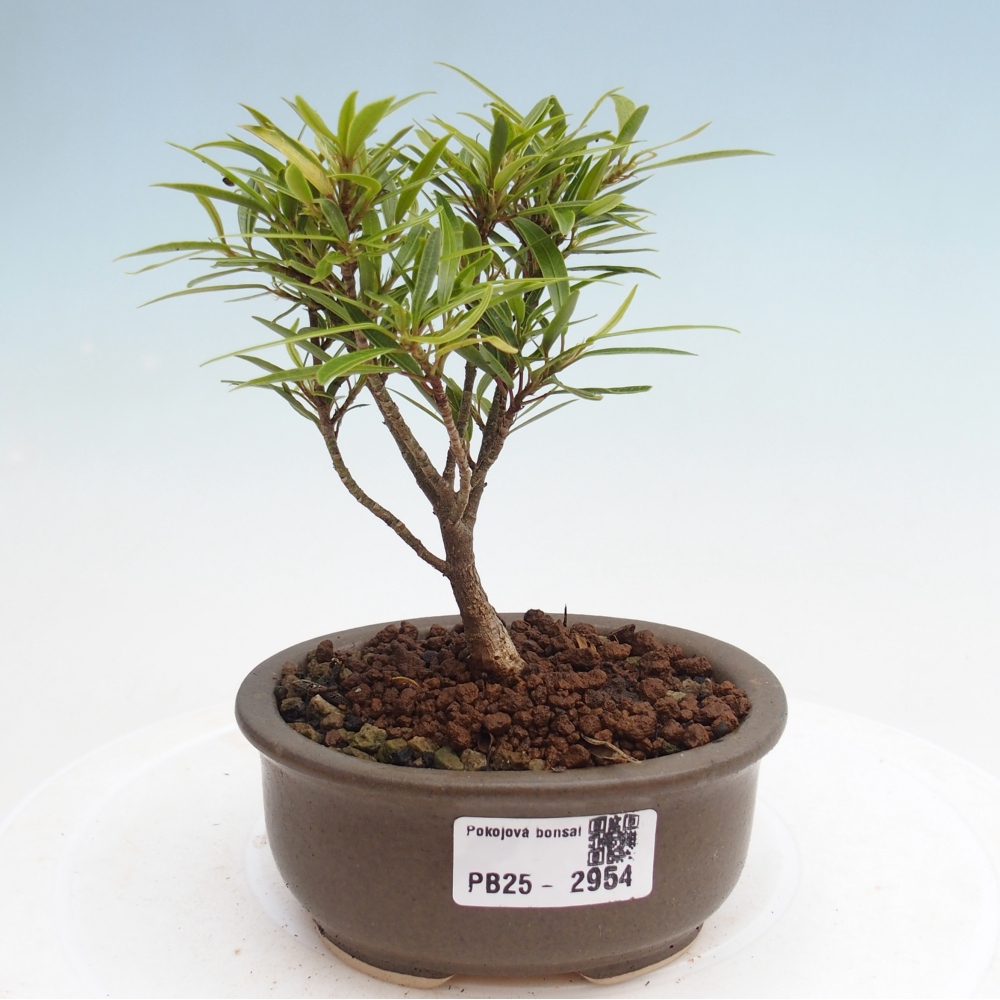 Bonsai wewnętrzne - Ficus nerifolia - figowiec drobnolistny