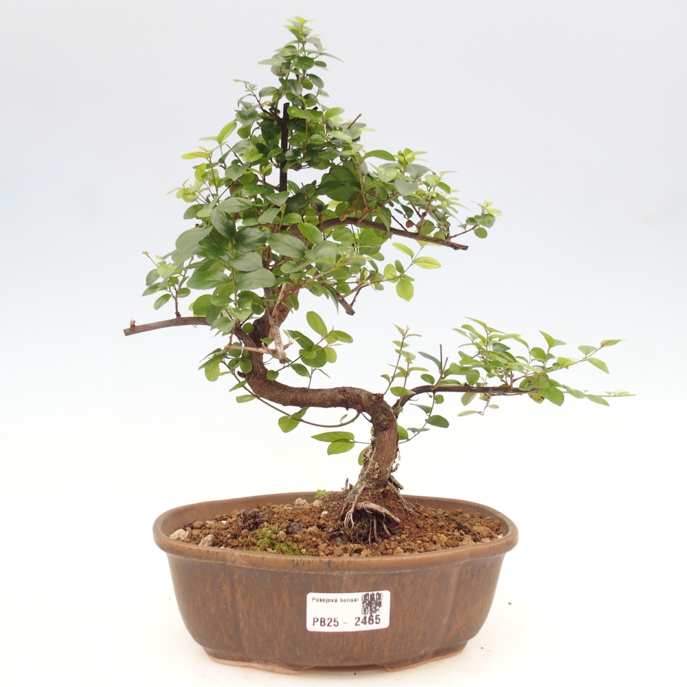 Bonsai wewnętrzne - Sagerécie thea - Sagerécie thea