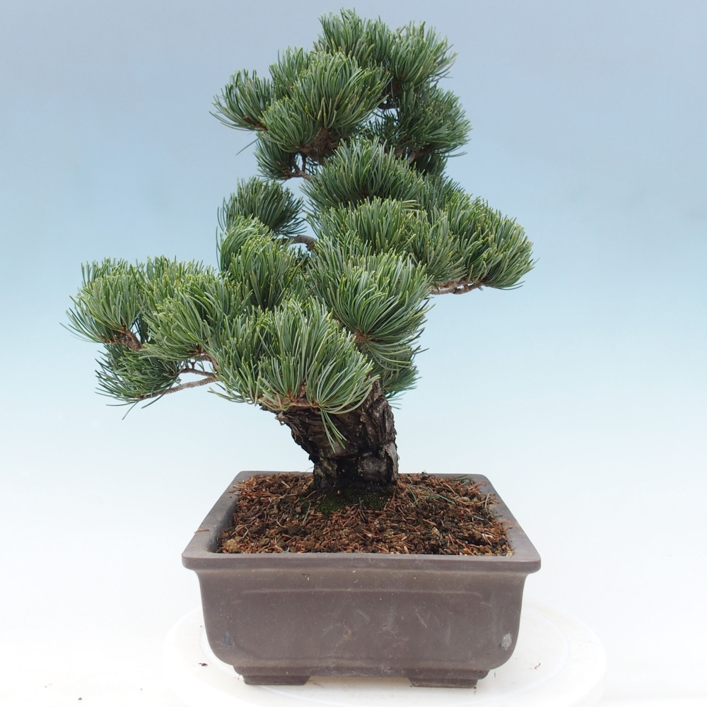 Outdoor bonsai - Pinus parviflora - Mała sosna