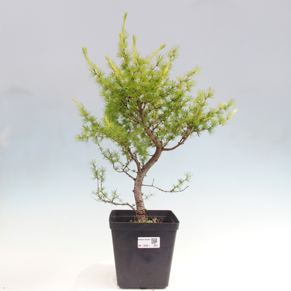 Bonsai zewnętrzne - Larix decidua - Modrzew
