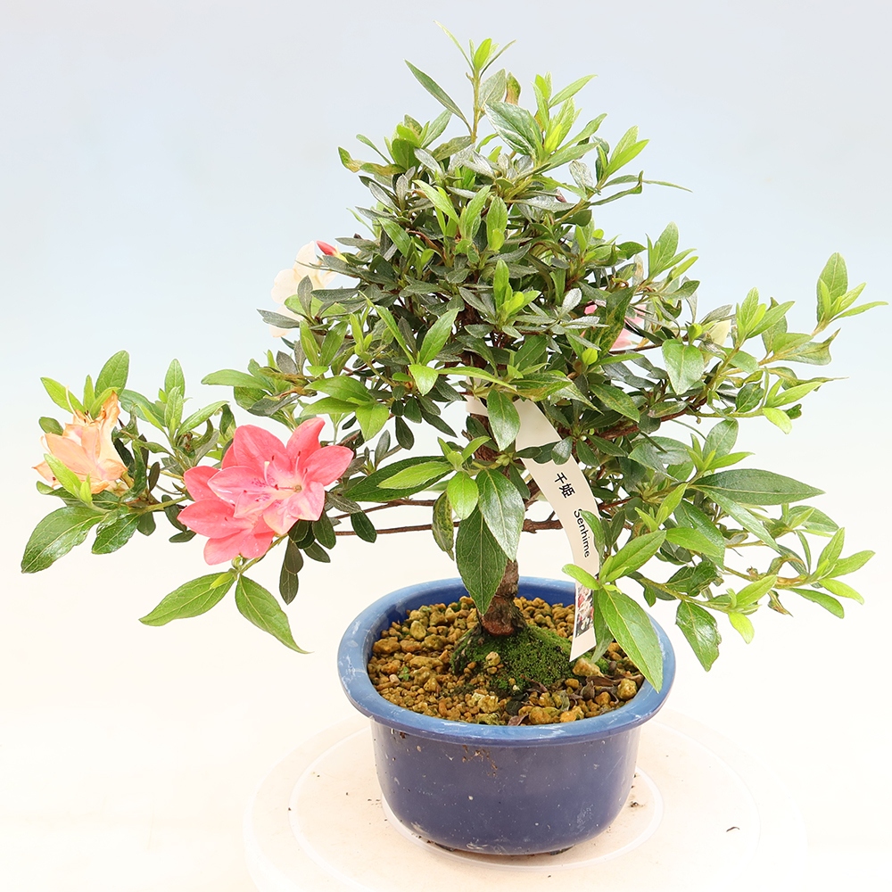 Bonsai zewnętrzne - Azalia japońska - Azalia Senhime