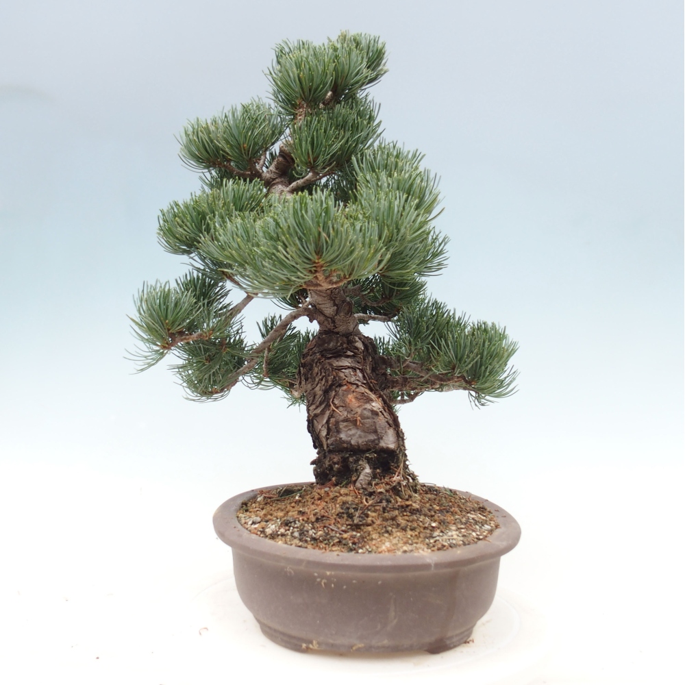 Outdoor bonsai - Pinus parviflora - Mała sosna