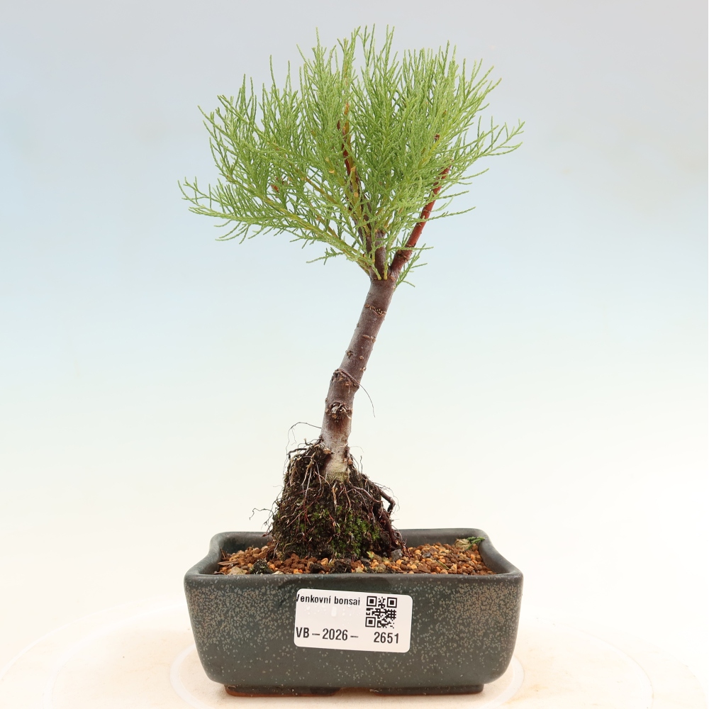 Bonsai ogrodowe – Tamaryszek – Tamarix