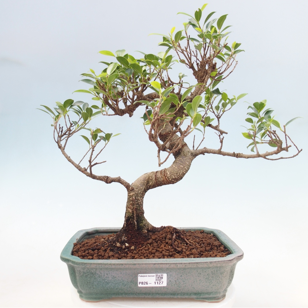 Pokój bonsai - Ficus kimmen - figowiec drobnolistny