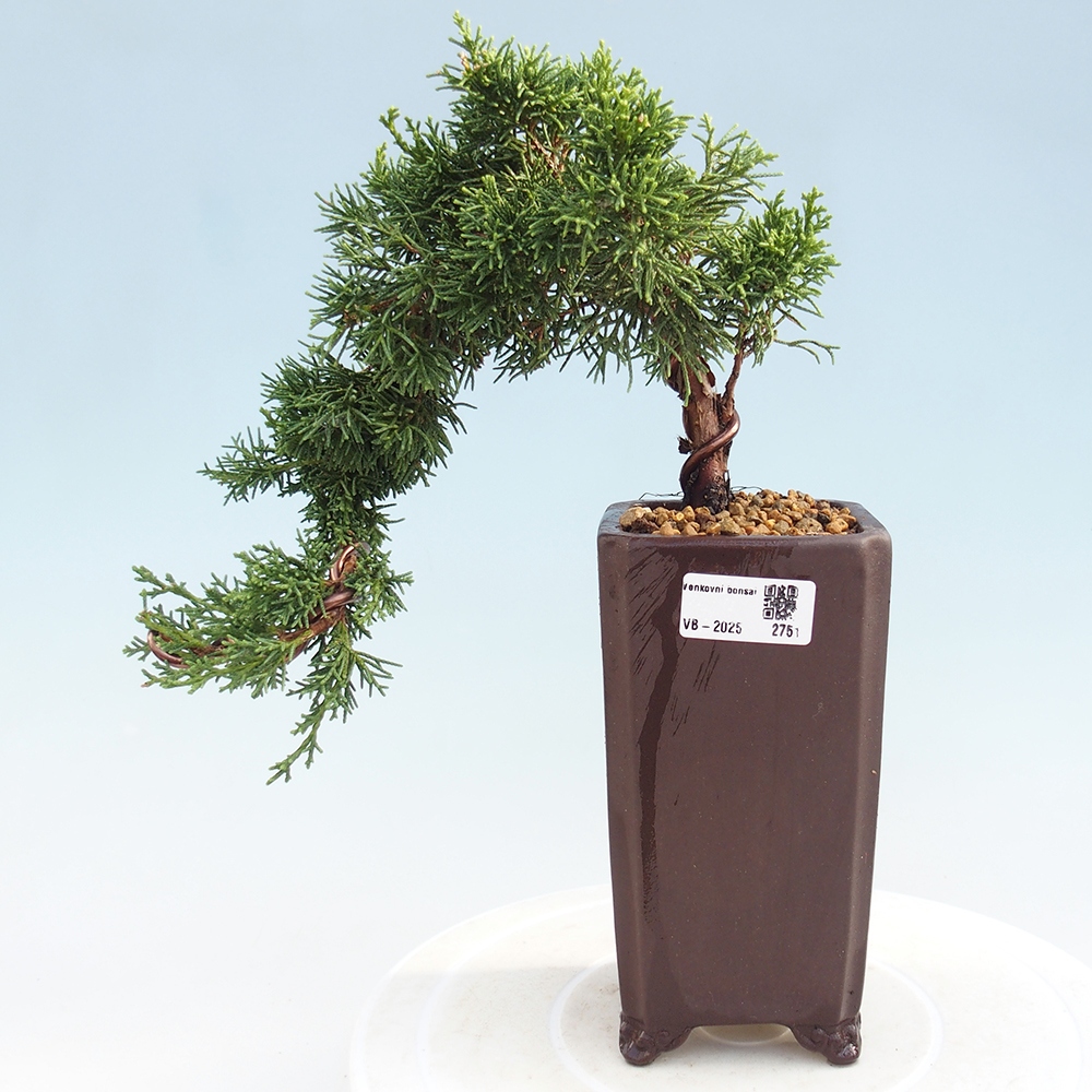 Bonsai zewnętrzne - Juniperus chinensis Kishu - Jałowiec chiński