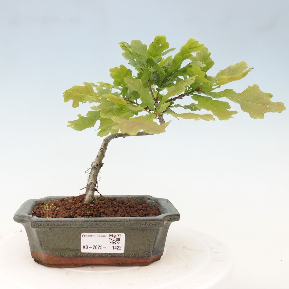 Bonsai zewnętrzne - Quercus robur - dąb pospolity