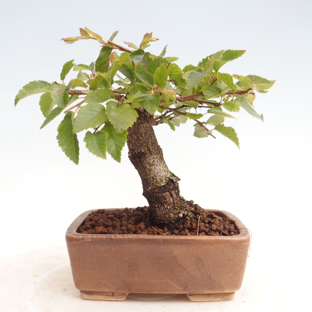 Na zewnątrz bonsai-Karpiny KARPINOWE - Koreański Grab