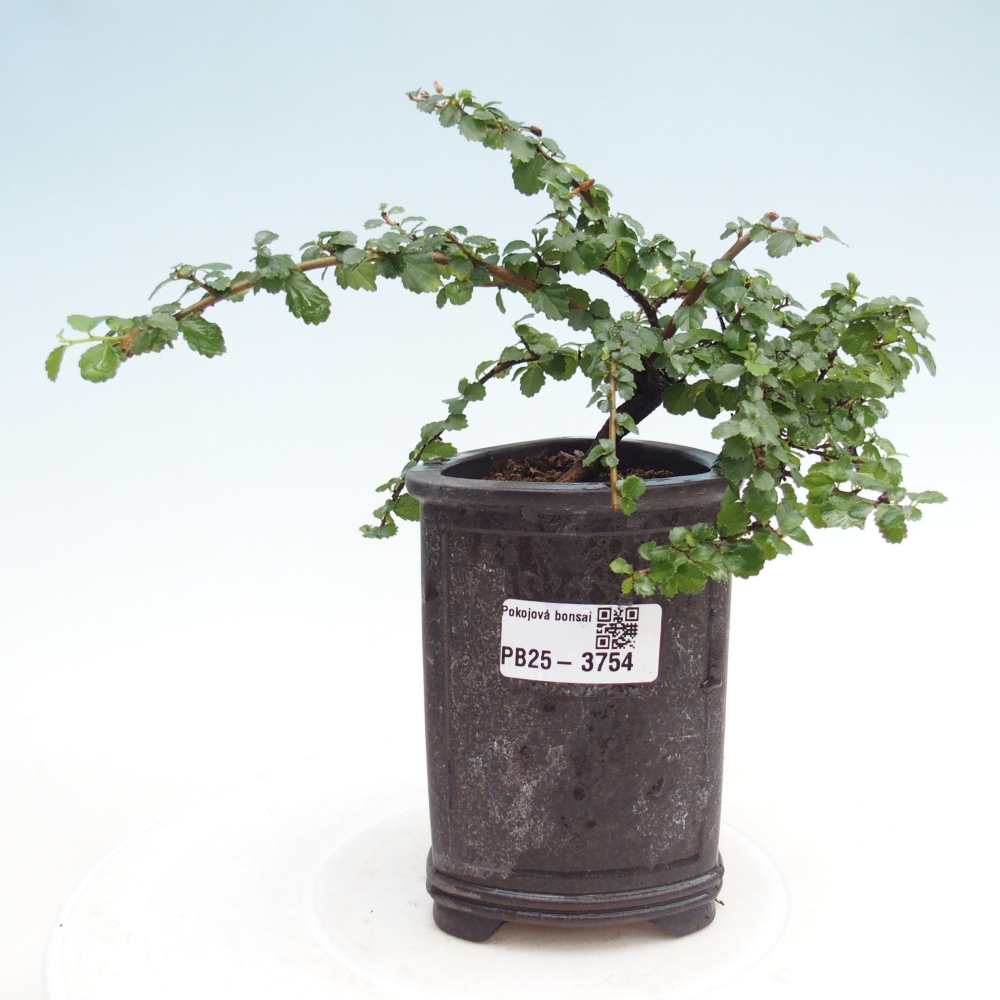 Pokój bonsai - Grewia sp. - Grewia malafolia