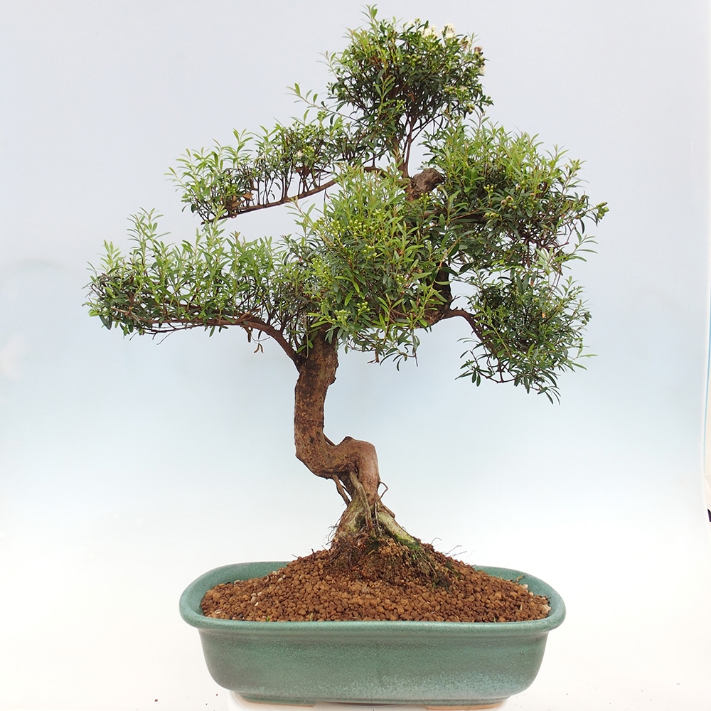 Indoor bonsai - Syzygium - Pimento - WYŁĄCZNIE ODBIÓR OSOBISTY lub transport paletowy