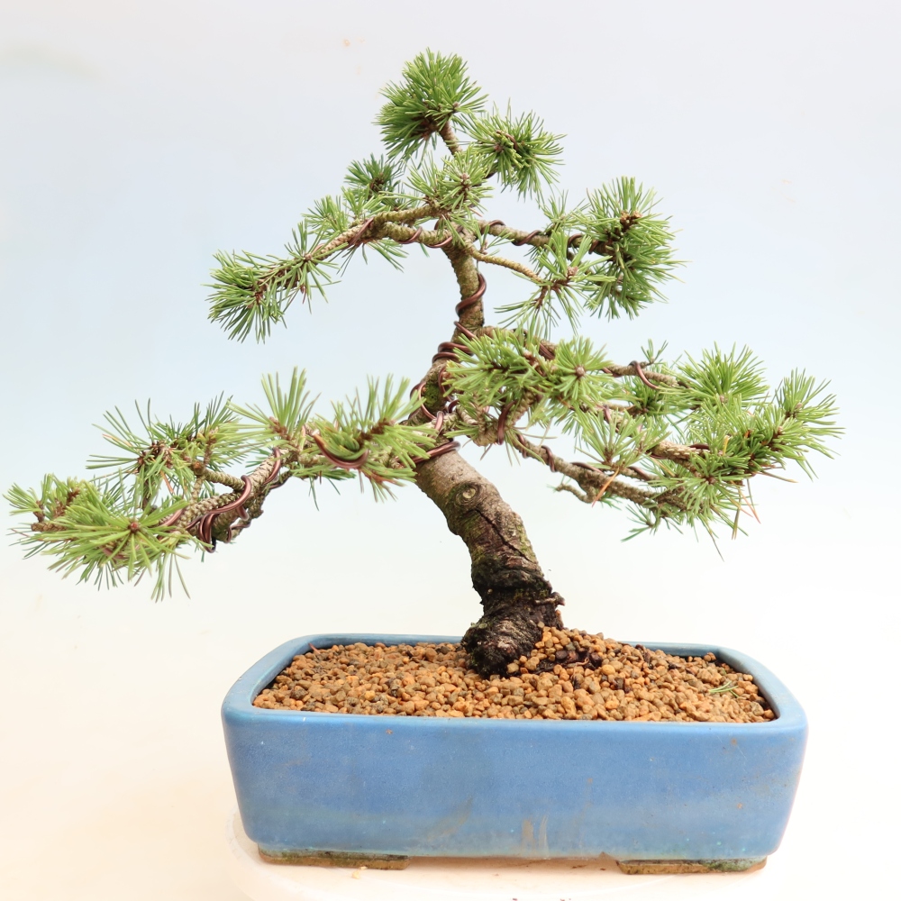 Bonsai ogrodowe – Pinus mugo Humpy – sosna karłowata
