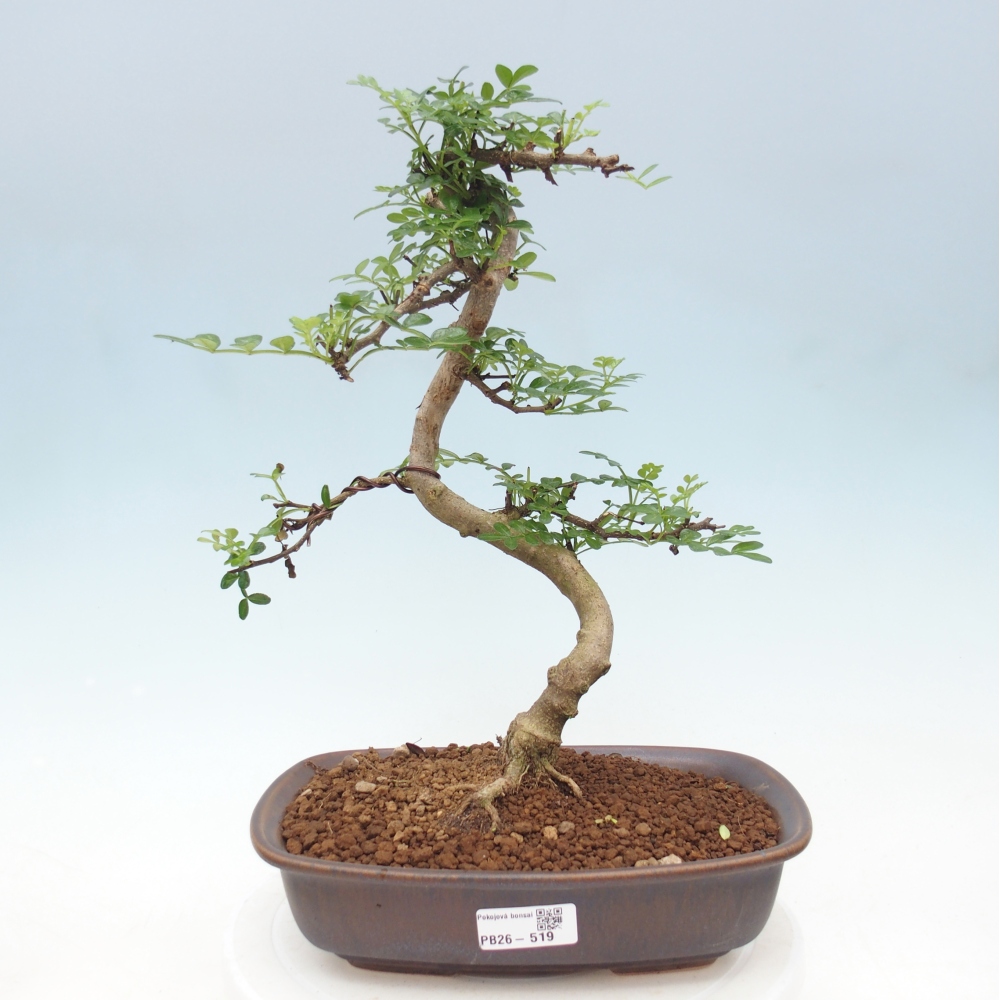Pokój bonsai - Zantoxylum piperitum - drzewo pieprzowe
