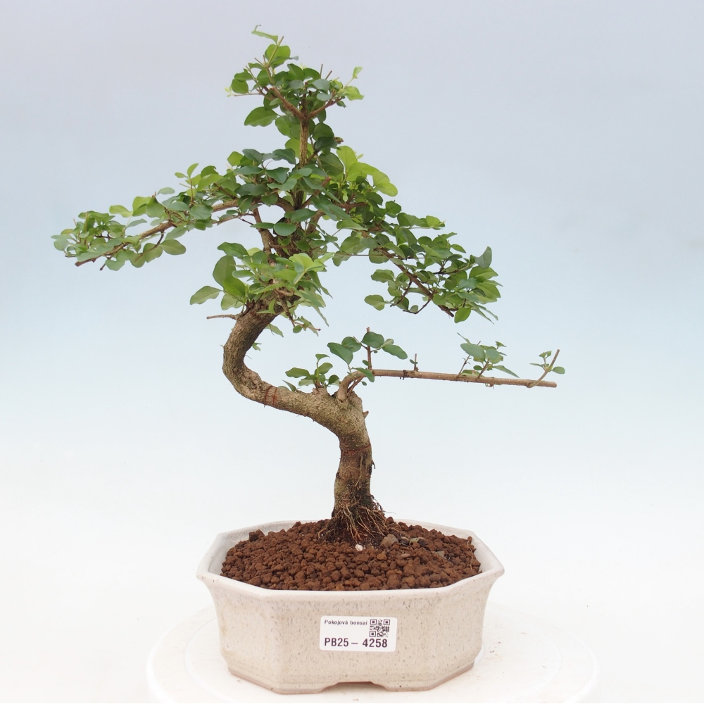 Pokój bonsai - Ligustrum chinensis - Dziób ptaka