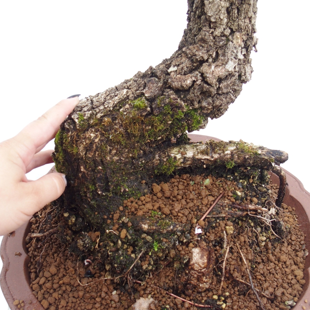 Yamadori - Quercus Ilex - Dąb ostrokrzewowy
