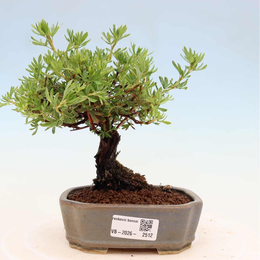 Bonsai zewnętrzne - Potentila fruticosa
